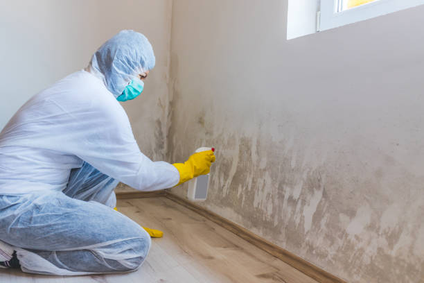 Licensed Basement Mold Remediation service in Yale, VA - 24 Hour Mold Removal