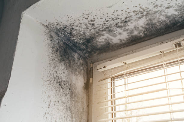 Affordable Basement Mold Remediation solutions in Yale, VA