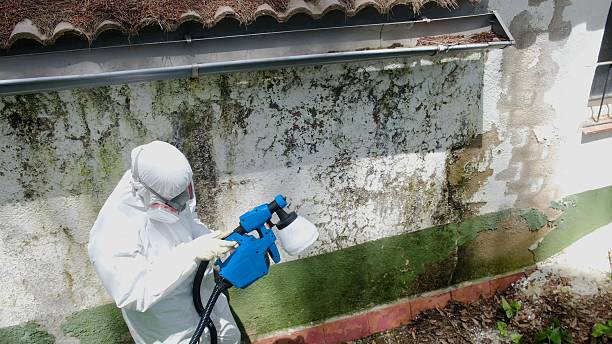 Top rated local Basement Mold Remediation specialists in Yale, VA